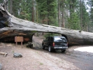 PICTURES/Sequoia National Park/t_Tunnel Rock3.JPG